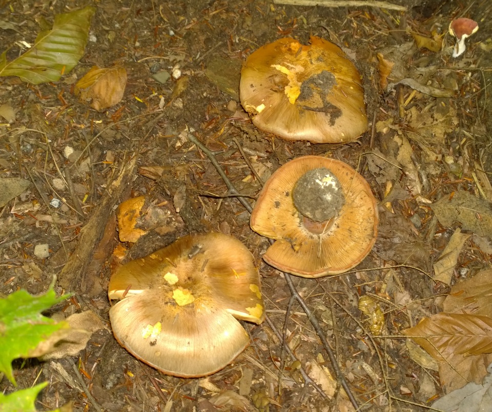 Cortinarius caesiocortinatus image