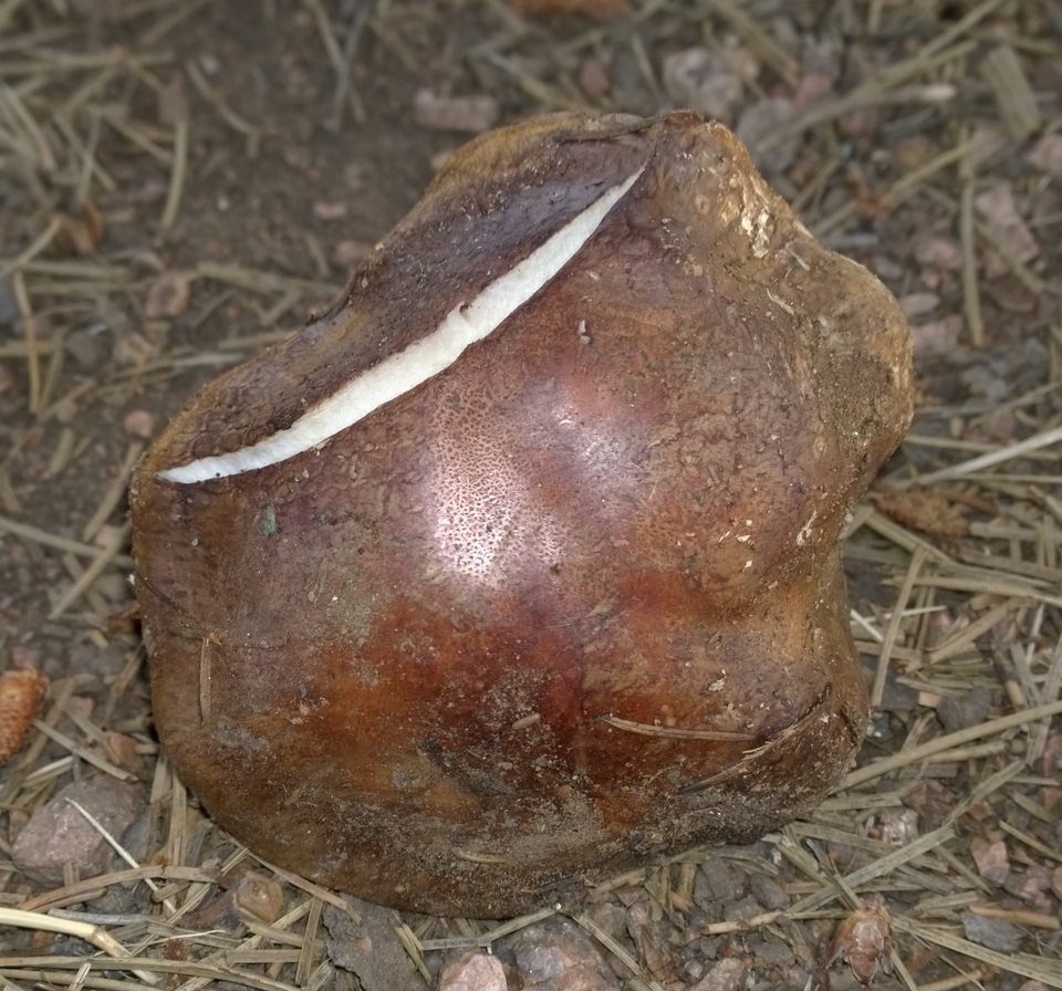 Cortinarius montanus image