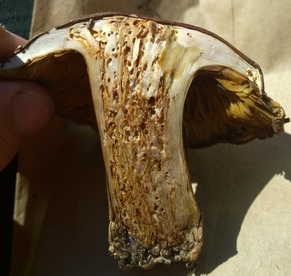 Cortinarius montanus image