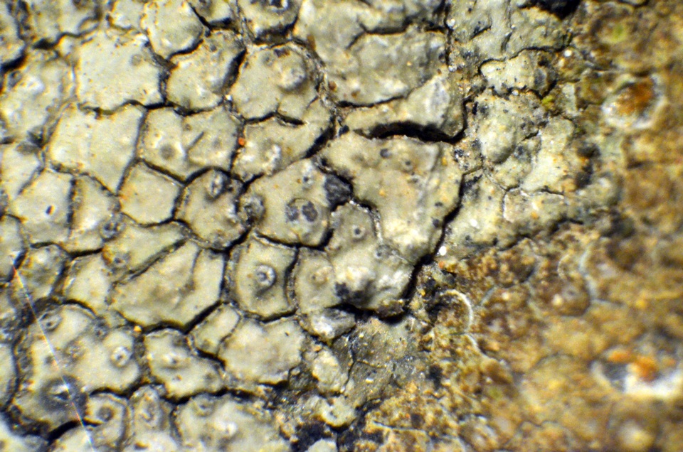 Aspicilia aquatica image