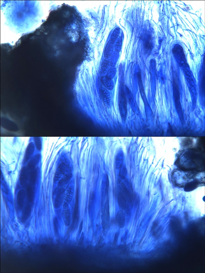 Julella vitrispora image