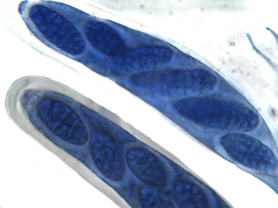Julella vitrispora image