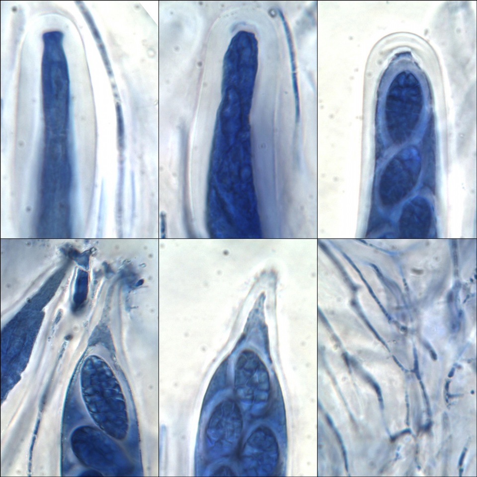 Julella vitrispora image