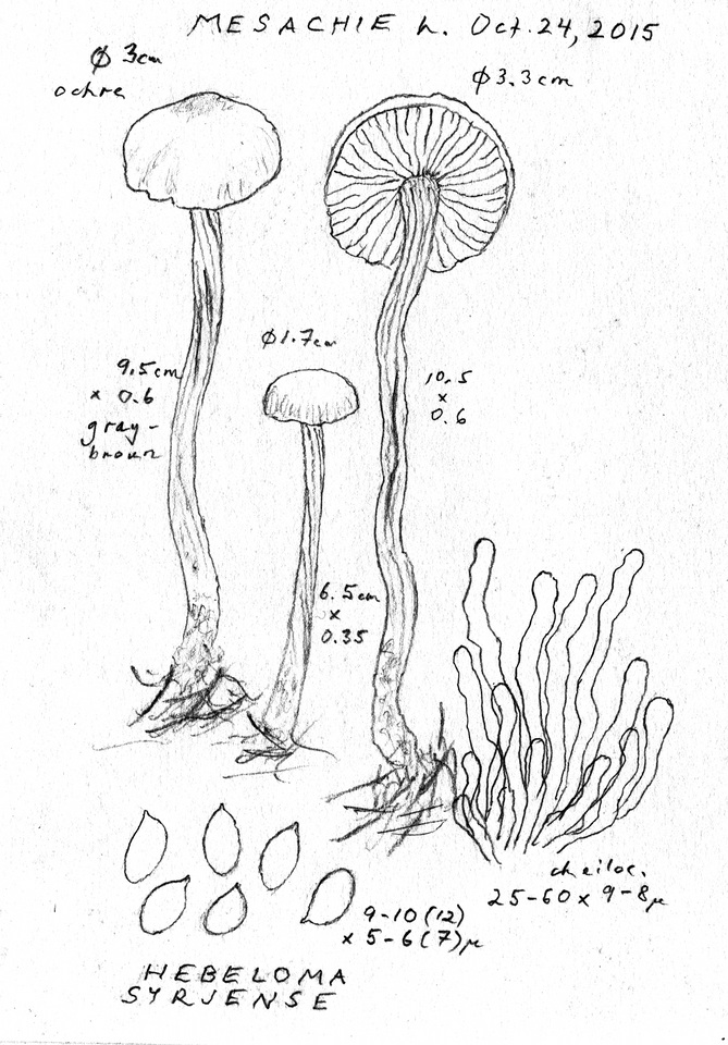 Hebeloma syrjense image