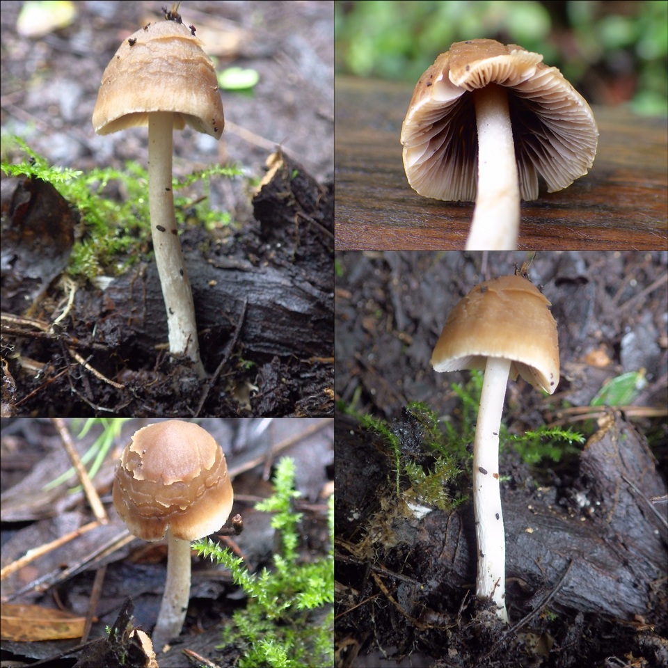 Coprinopsis pannucioides image