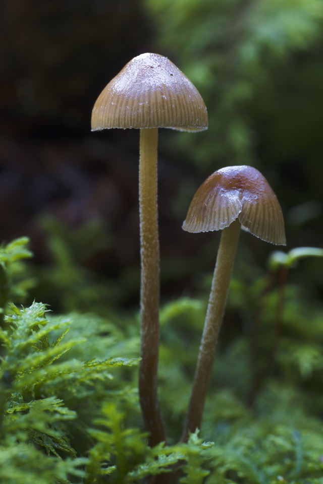 Psilocybe medullosa image