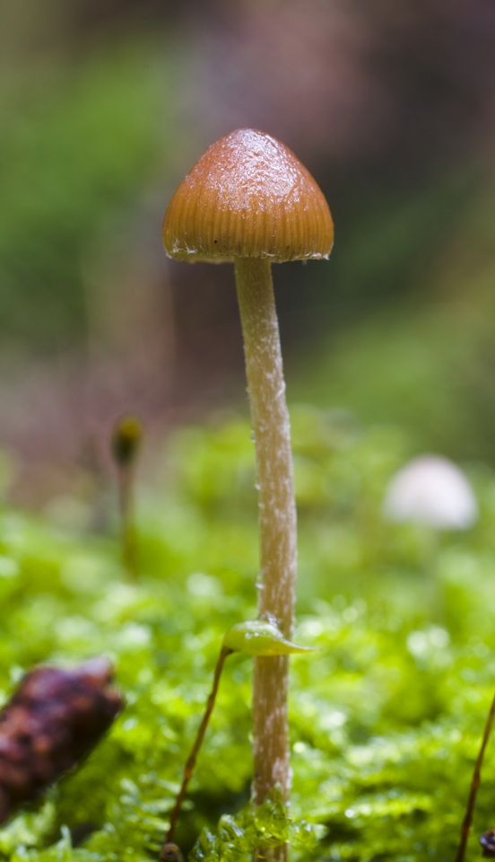 Psilocybe medullosa image