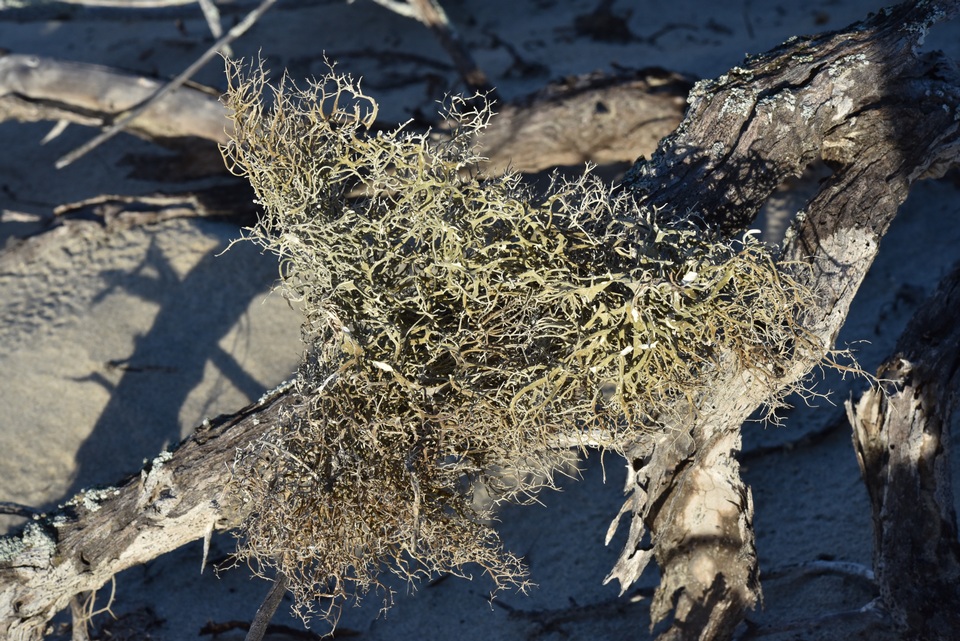 Roccella gracilis image