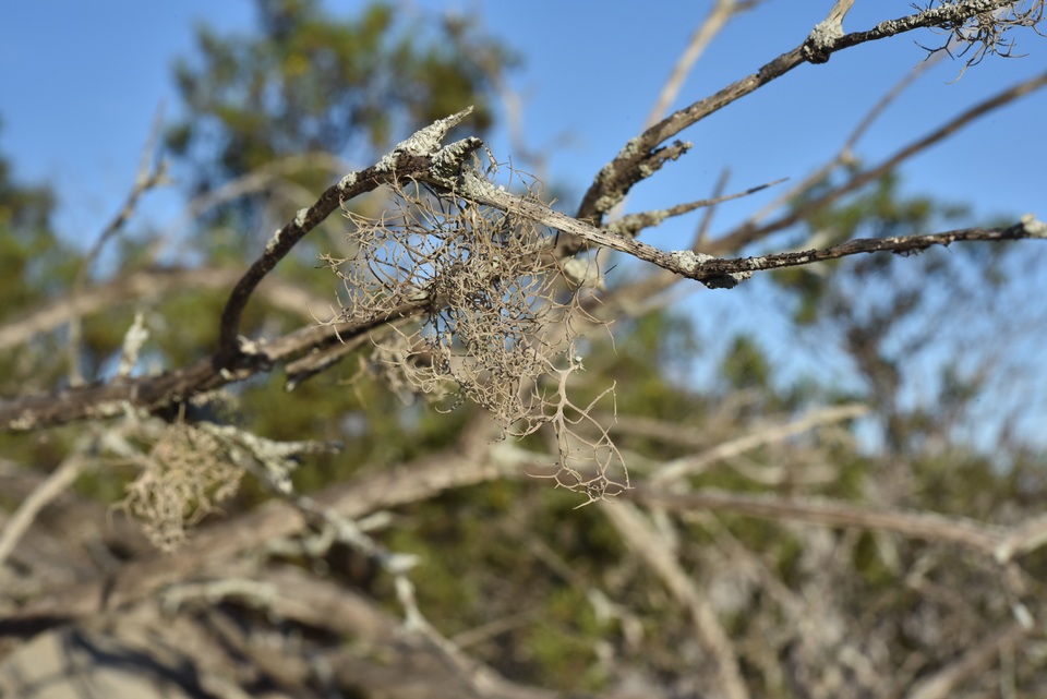 Roccella gracilis image