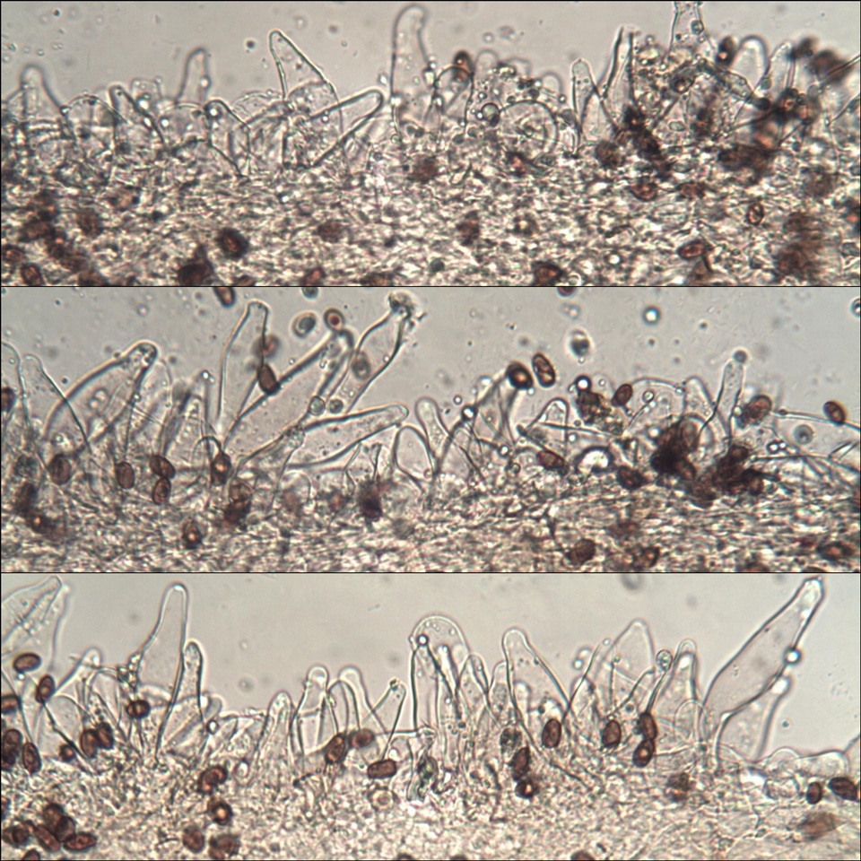 Coprinopsis pannucioides image