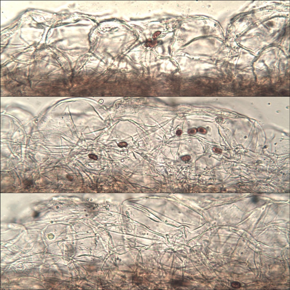 Coprinopsis pannucioides image