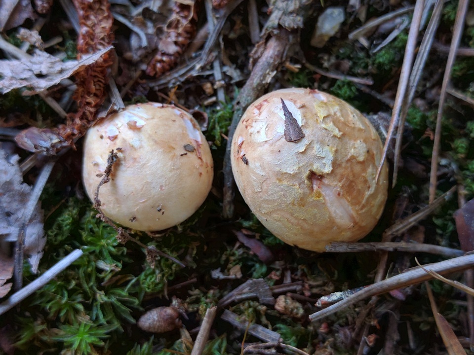 Lycoperdon mammiforme image