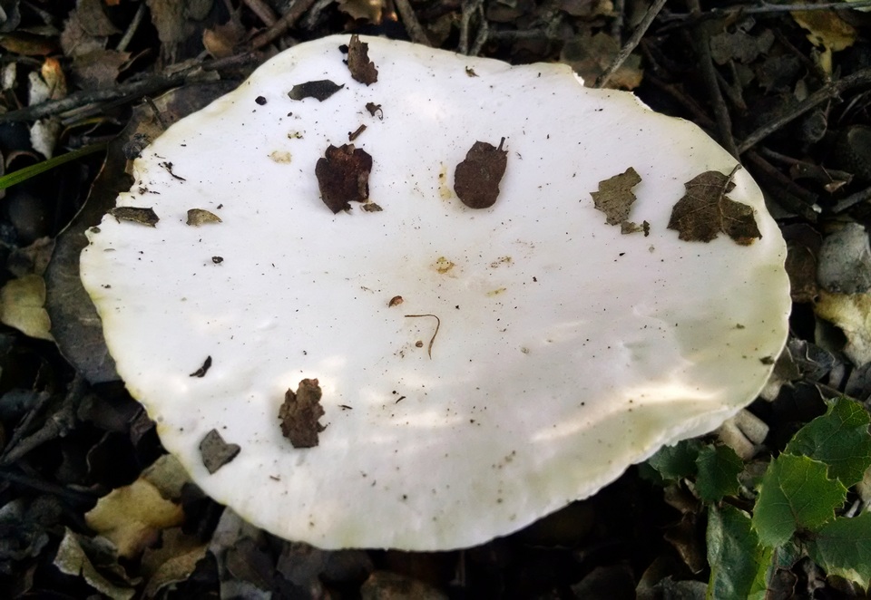 Melanoleuca lewisii image