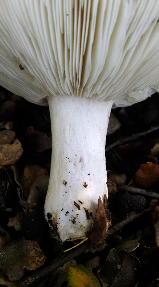Melanoleuca lewisii image