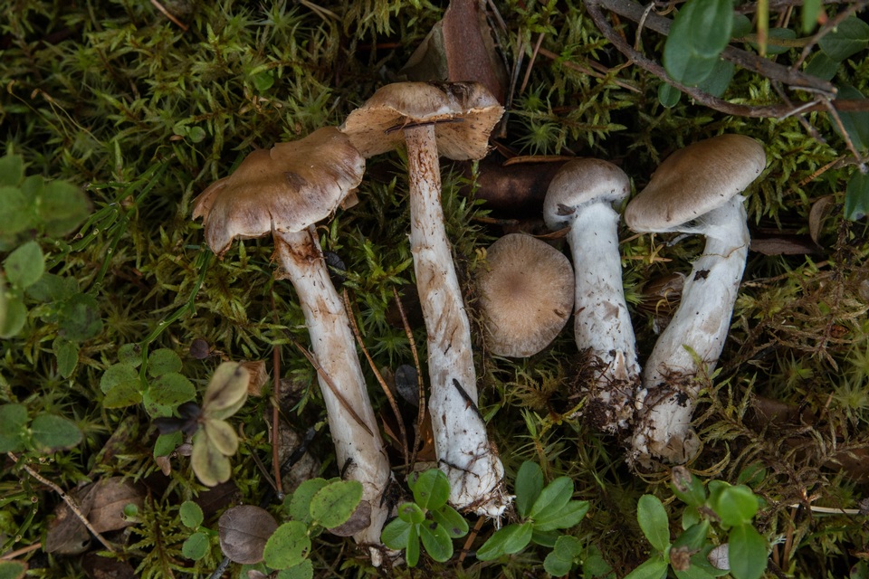 Cortinarius poppyzon image