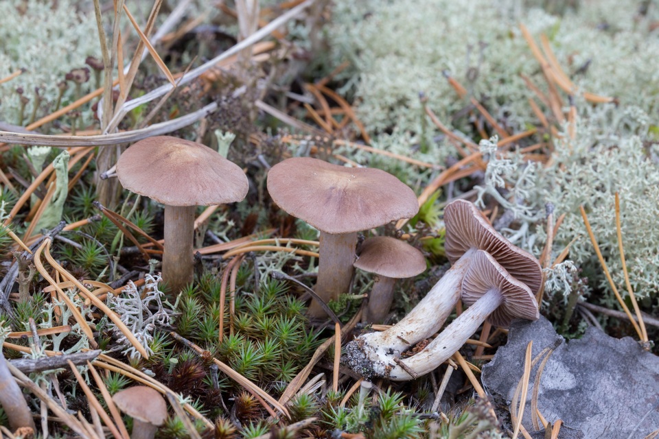 Cortinarius anomalellus image