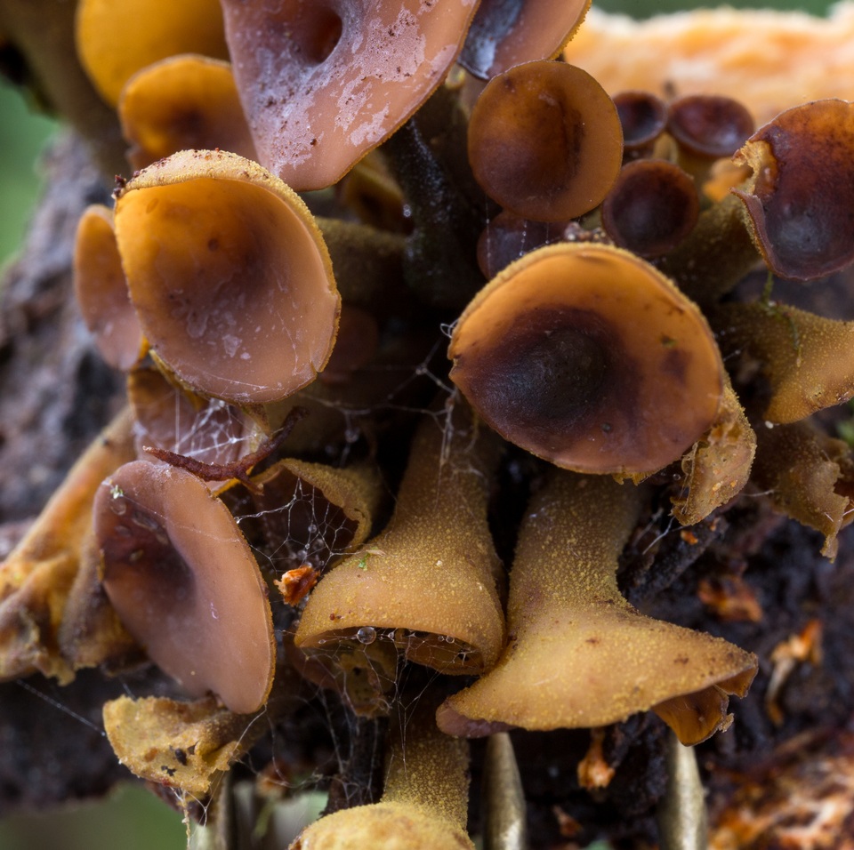 Encoelia heteromera image