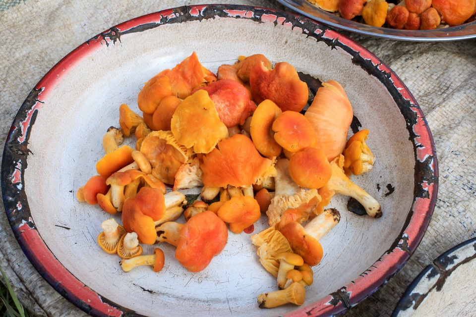 Cantharellus platyphyllus image