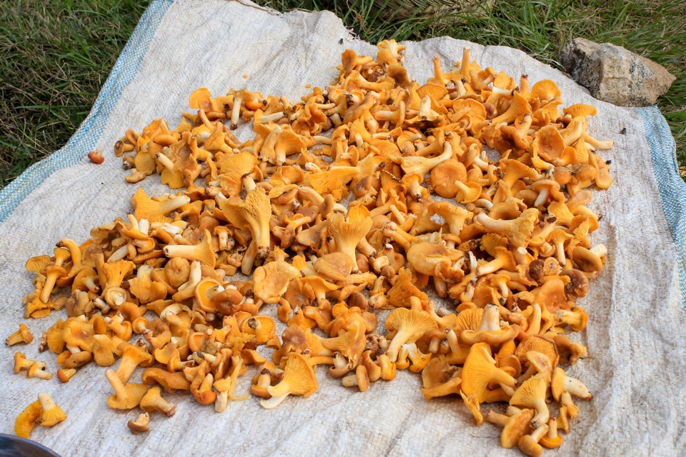 Cantharellus eucalyptorum image