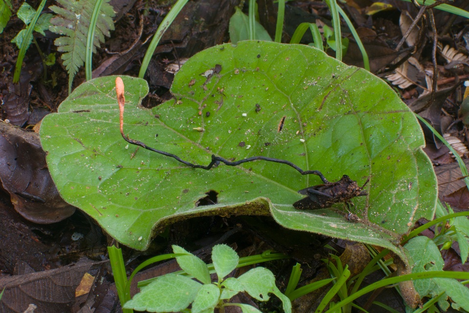 Cordyceps nutans image