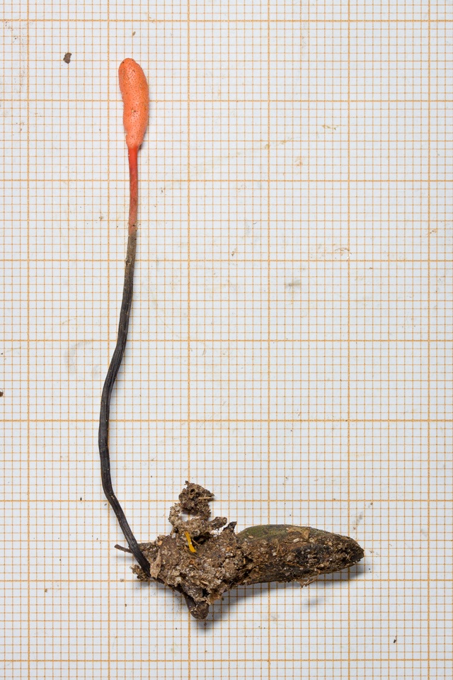 Cordyceps nutans image