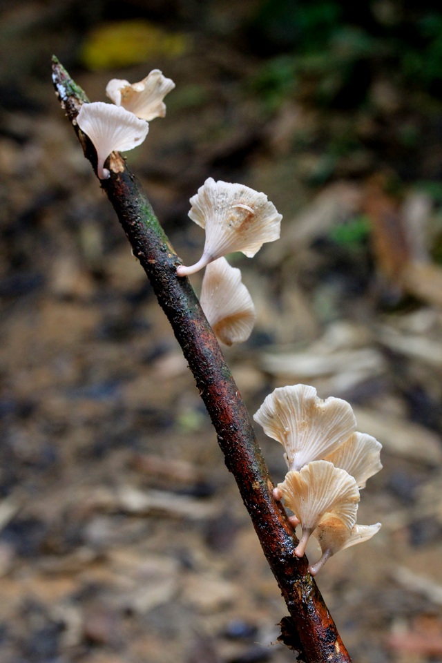 Trogia infundibuliformis image