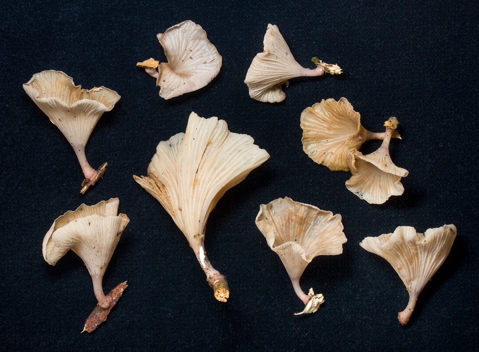 Trogia infundibuliformis image