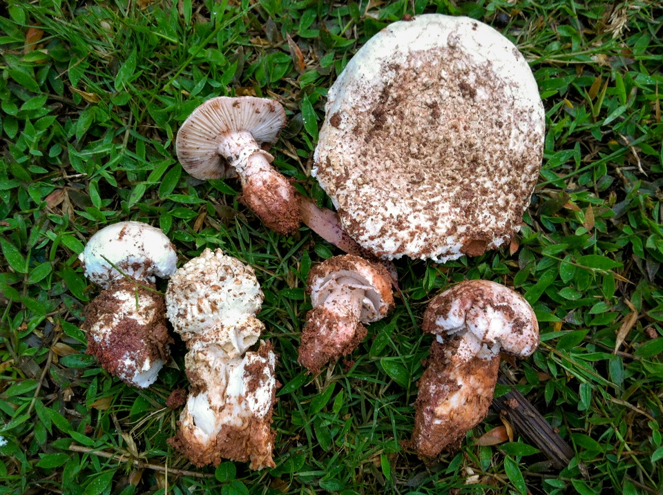 Amanita robusta image