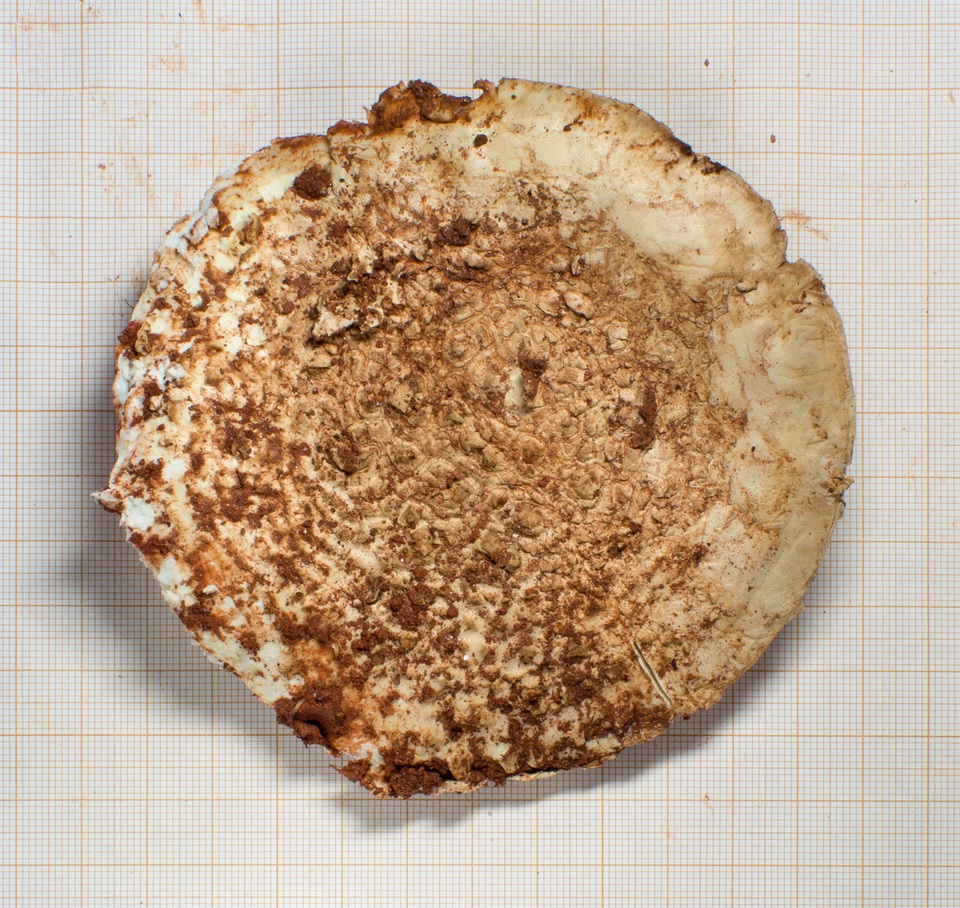 Amanita robusta image