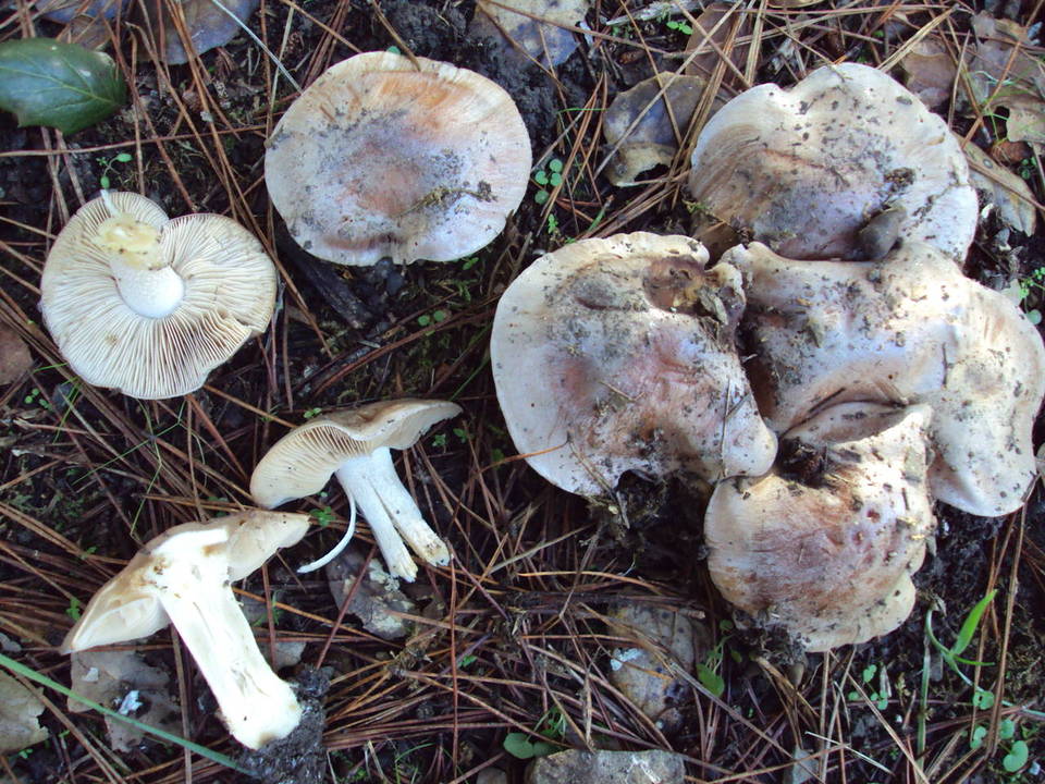 Hebeloma sinapizans image