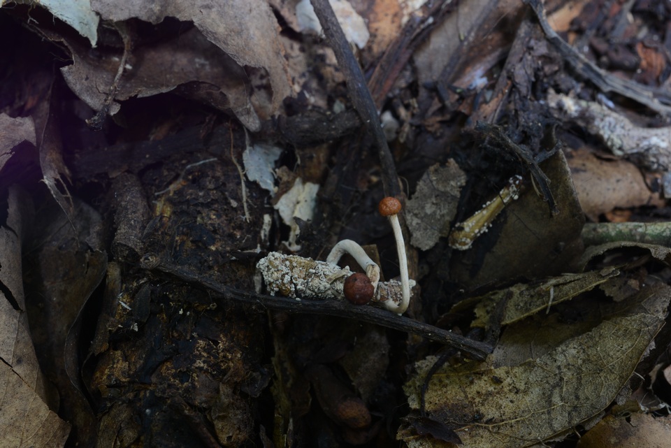 Ophiocordyceps amazonica image