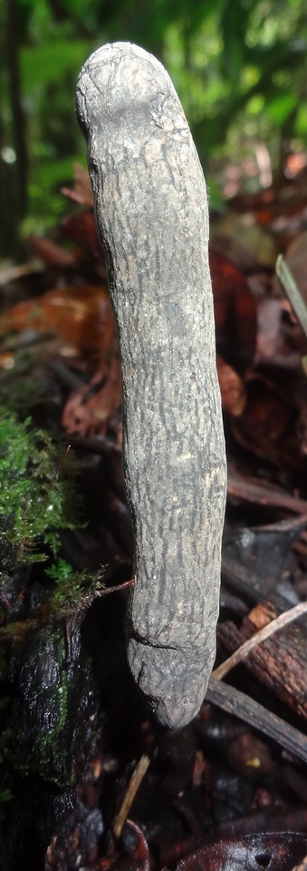 Xylaria grammica image