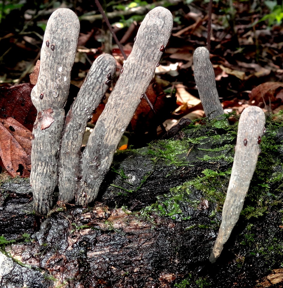 Xylaria grammica image