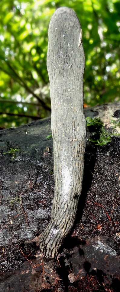 Xylaria grammica image