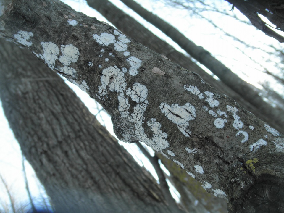 Cylindrobasidium evolvens image