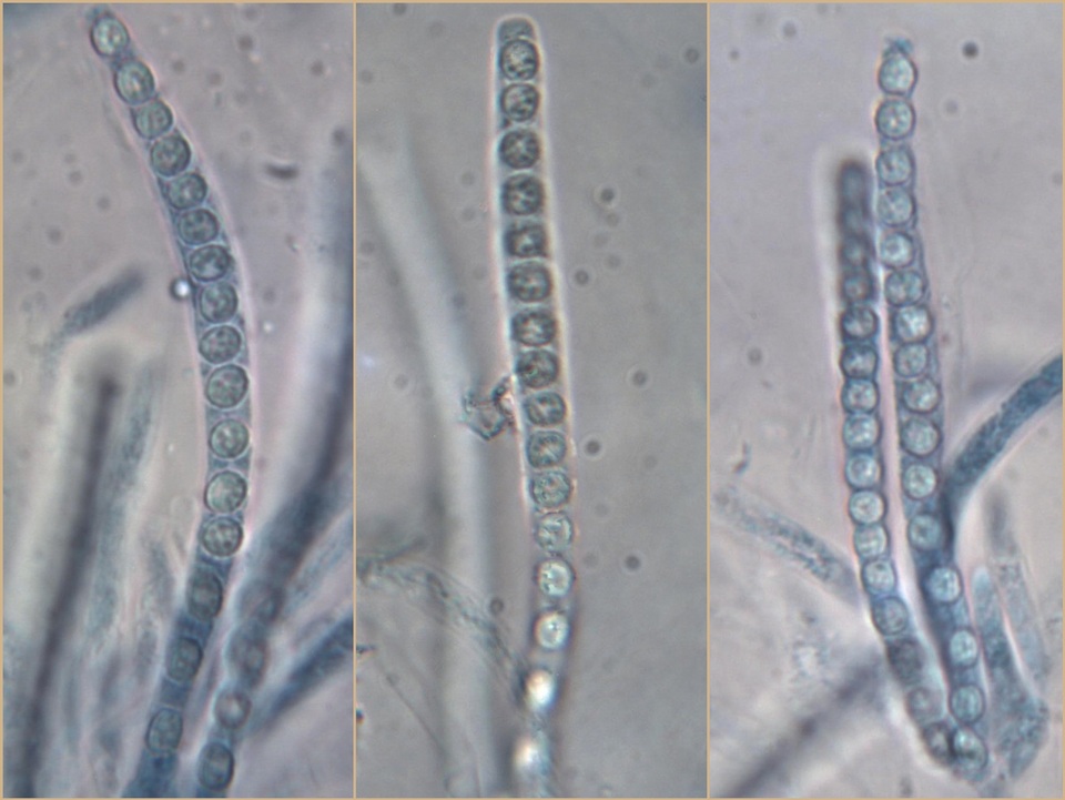 Trichoderma citrinoviride image