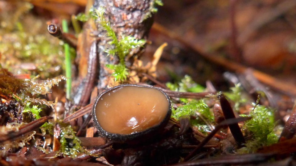 Pseudoplectania vogesiaca image