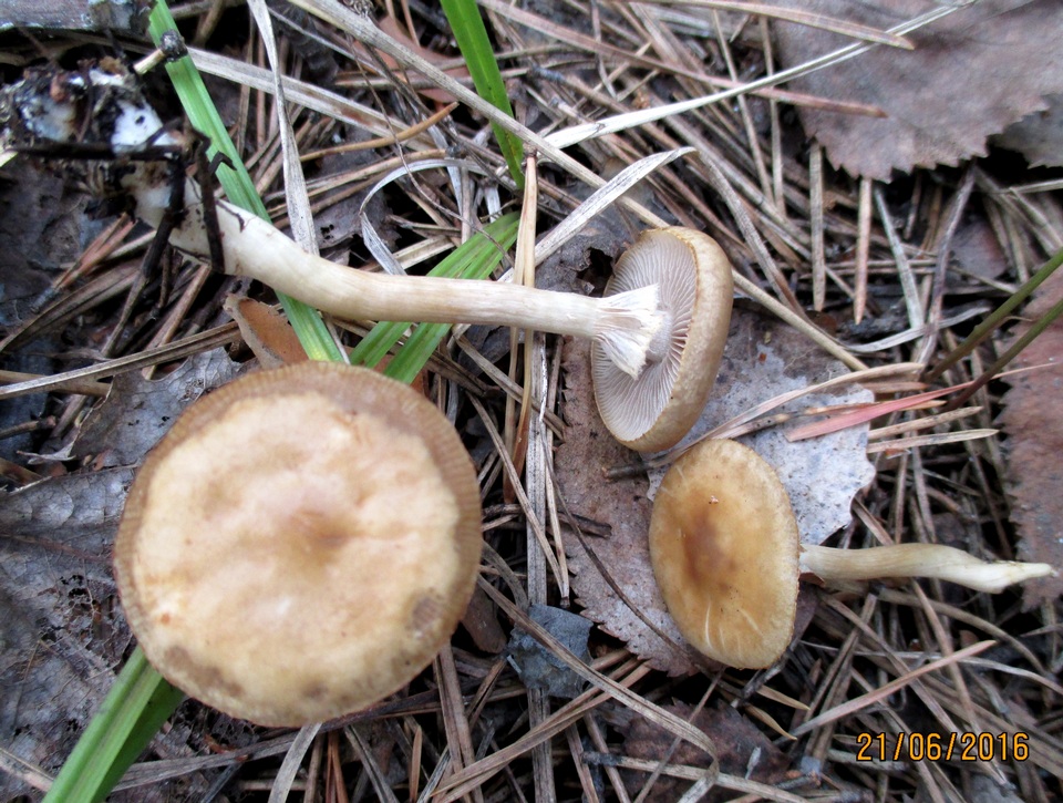 Agrocybe paludosa image
