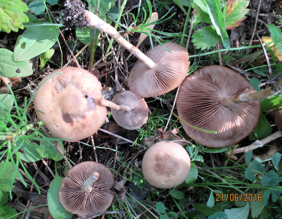 Agrocybe paludosa image