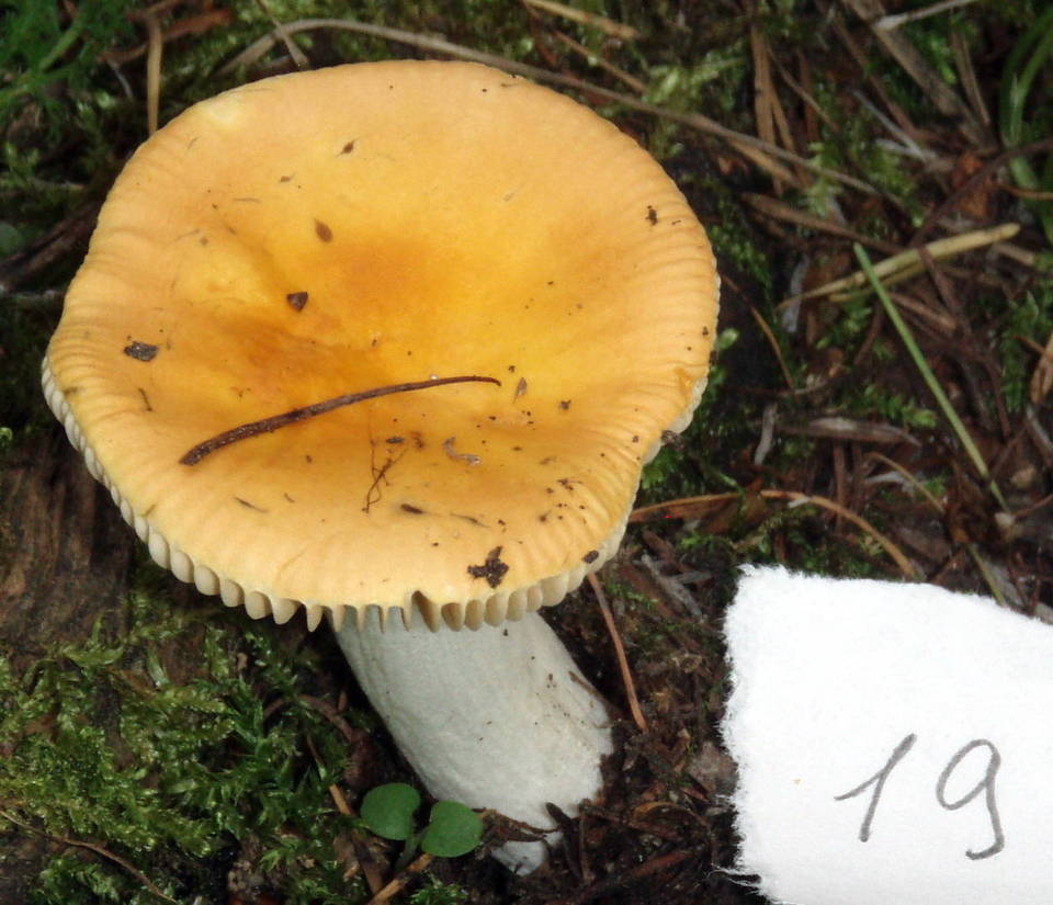 Russula acetolens image