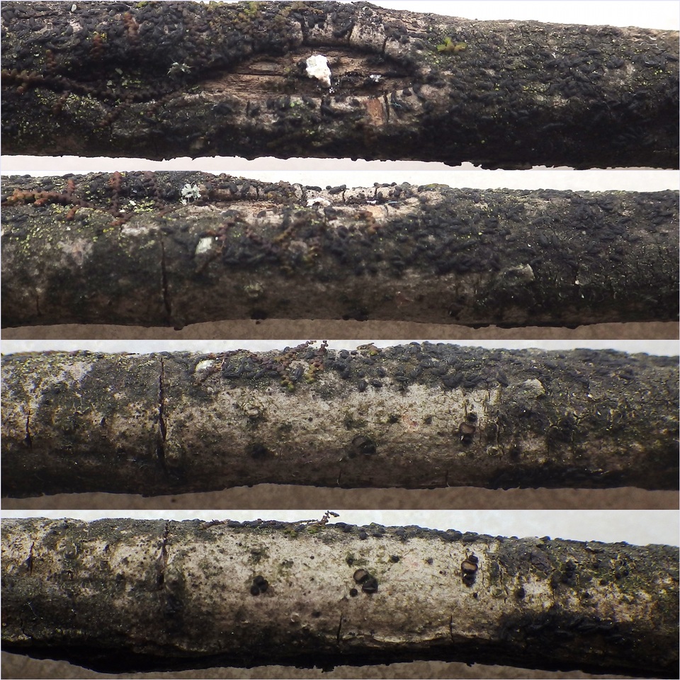 Pseudoschismatomma rufescens image