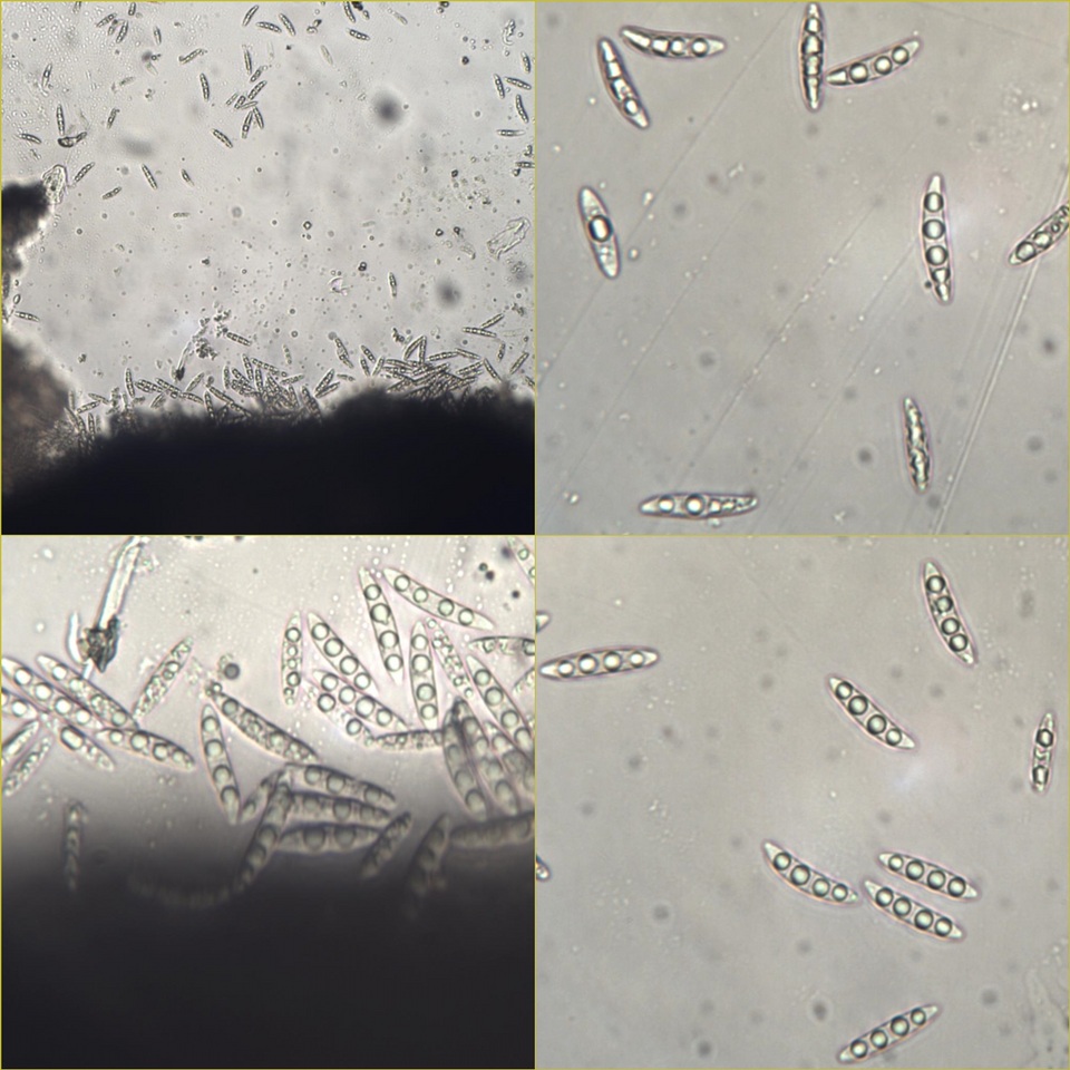 Pseudoschismatomma rufescens image