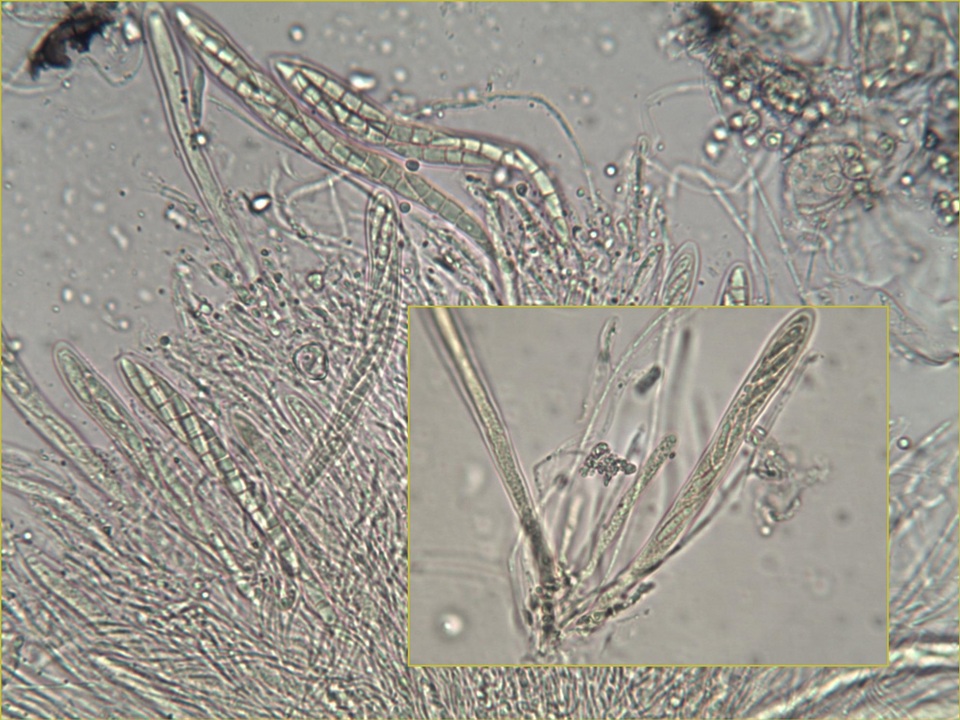Pseudoschismatomma rufescens image