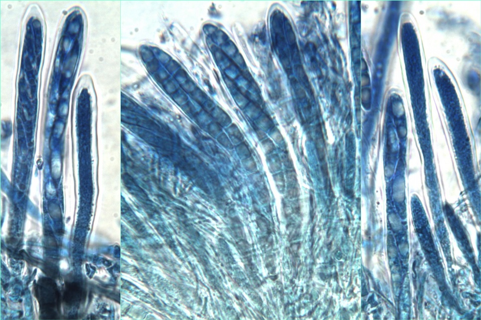 Pseudoschismatomma rufescens image