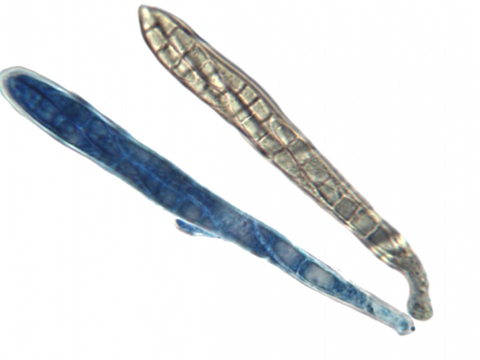 Pseudoschismatomma rufescens image