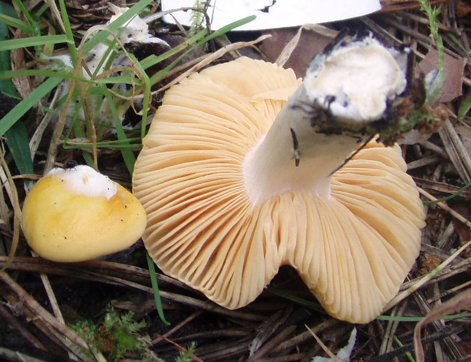 Russula acetolens image