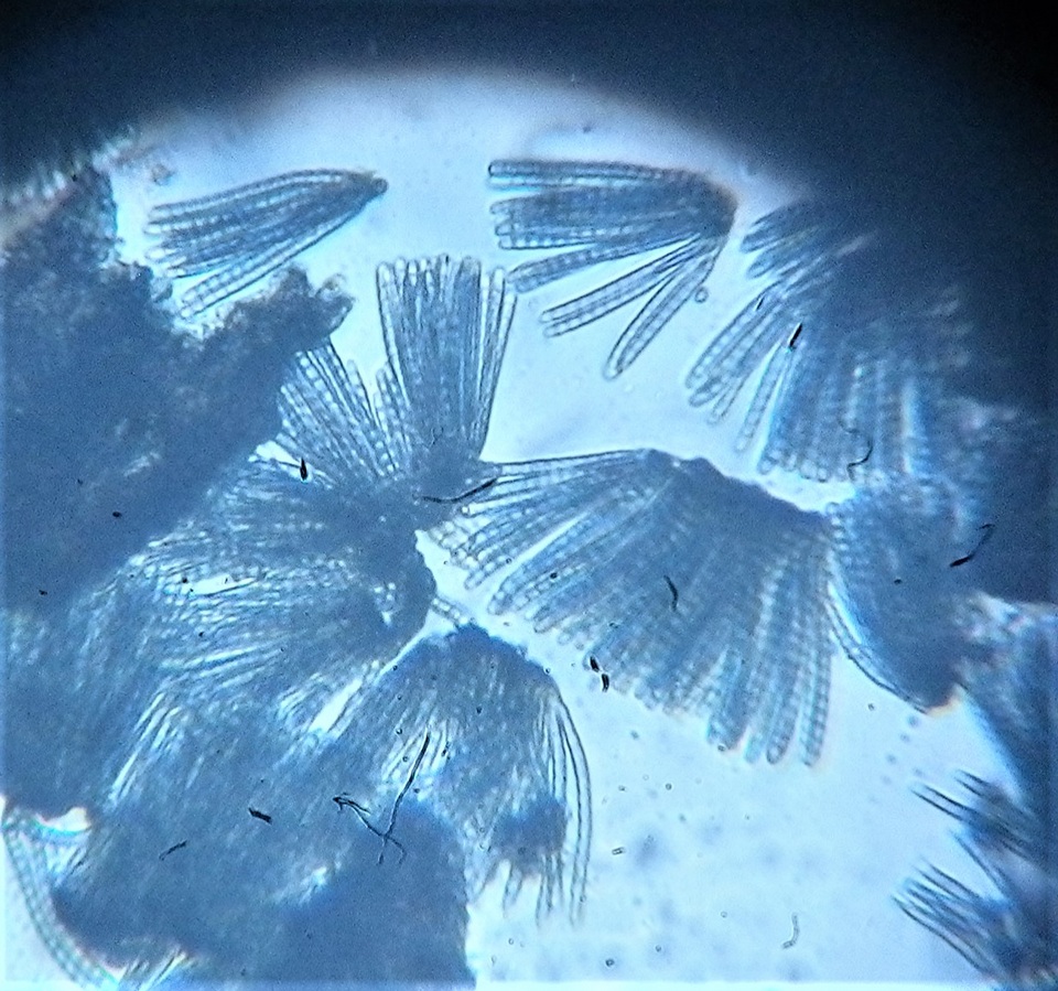 Cryptocoryneum condensatum image