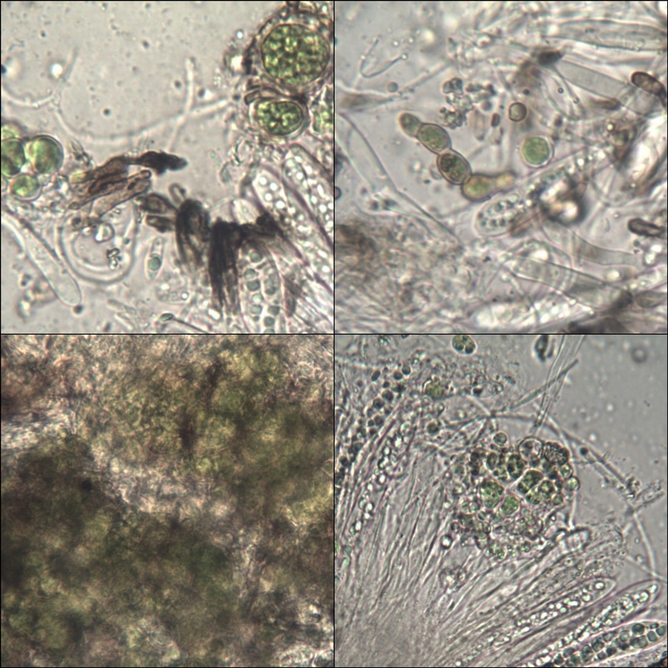 Pseudoschismatomma rufescens image