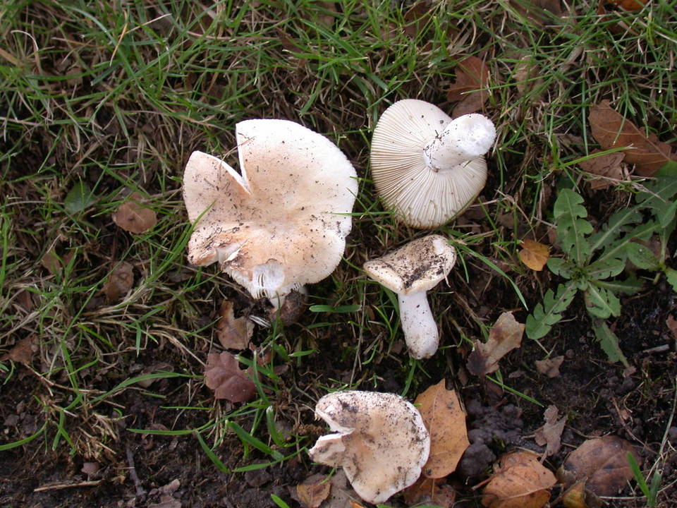 Russula basifurcata image