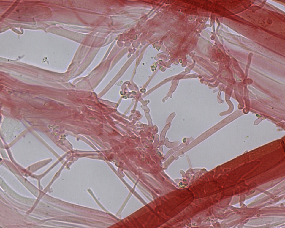 Hemimycena pseudogracilis image
